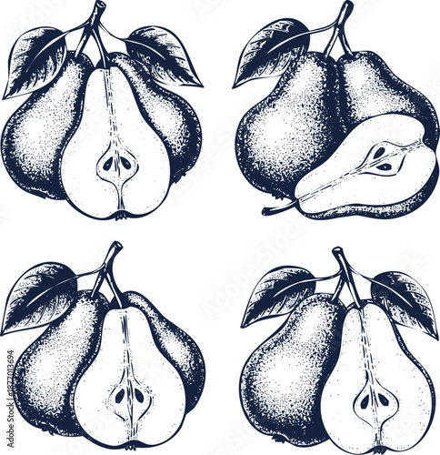 Set of vintage engraved pear illustrations whole and halved showing seeds and core details