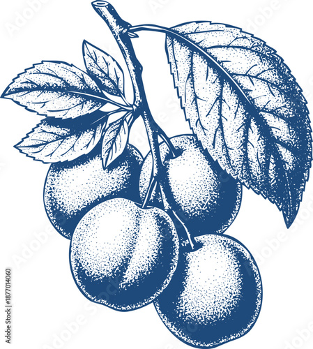 Vintage cherry branch drawing with lush leaves and cluster of round ripe fruit