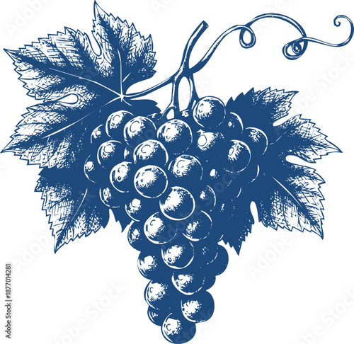 Vintage engraving illustration of a ripe grape cluster with leaves and tendrils botanical art