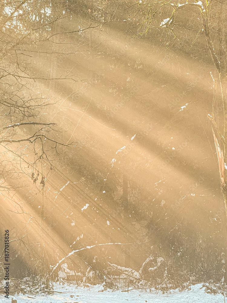 Naklejka premium CLOSE UP: Soft golden sunbeams stream through snowy forest, illuminating bare branches and fresh snow. Sun shafts of early sunlight form a magical pattern. Beauty of winter morning in pristine nature.