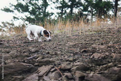 low angle view of a jack russell terrier puppy exploring outdoors