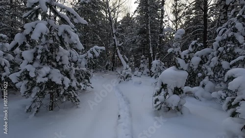 Serene Winter Journey Through Frosted Woods, Silent Snowy Trail Winding Through Thick Pine Forest Shadows, Peaceful Winter Walk Along Narrow Snowcovered Route Beneath Dense Tree Canopy