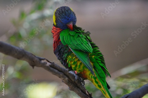 Feathers of the Rainbow