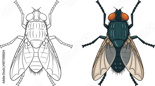 Housefly insect illustration set with outline coloring page and realistic colored drawing, educational biology vector isolated