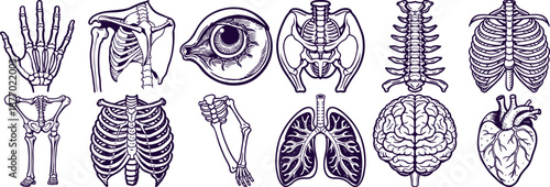 Collection of Human Anatomy Illustrations in Outline