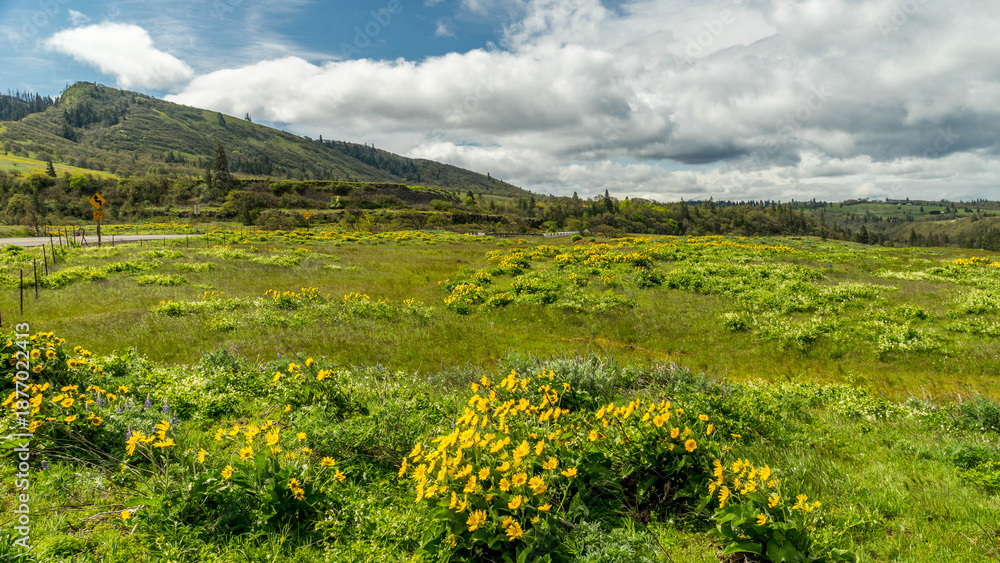 Obraz premium Spring Wild Flowers Blooming at Columbia River Gorge, Rowena Crest Viewpoint & Tom McCall Point Trail, Oregon