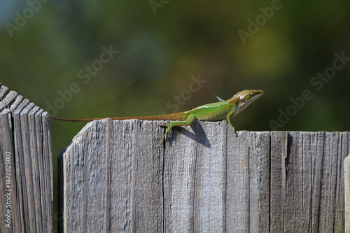 Shedding Green Anole