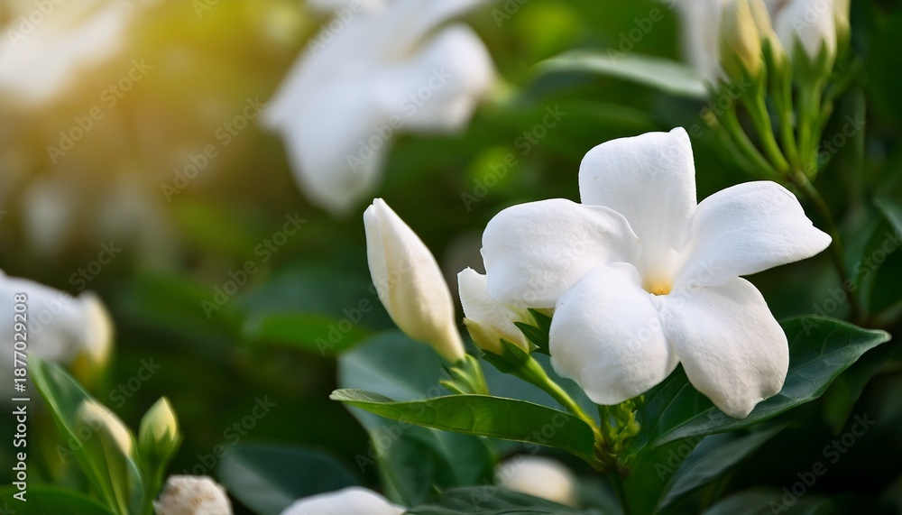 Fototapeta premium Closeup White Gardenia Crape Jasmine Flower Background