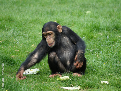 bébé Chimpanzé