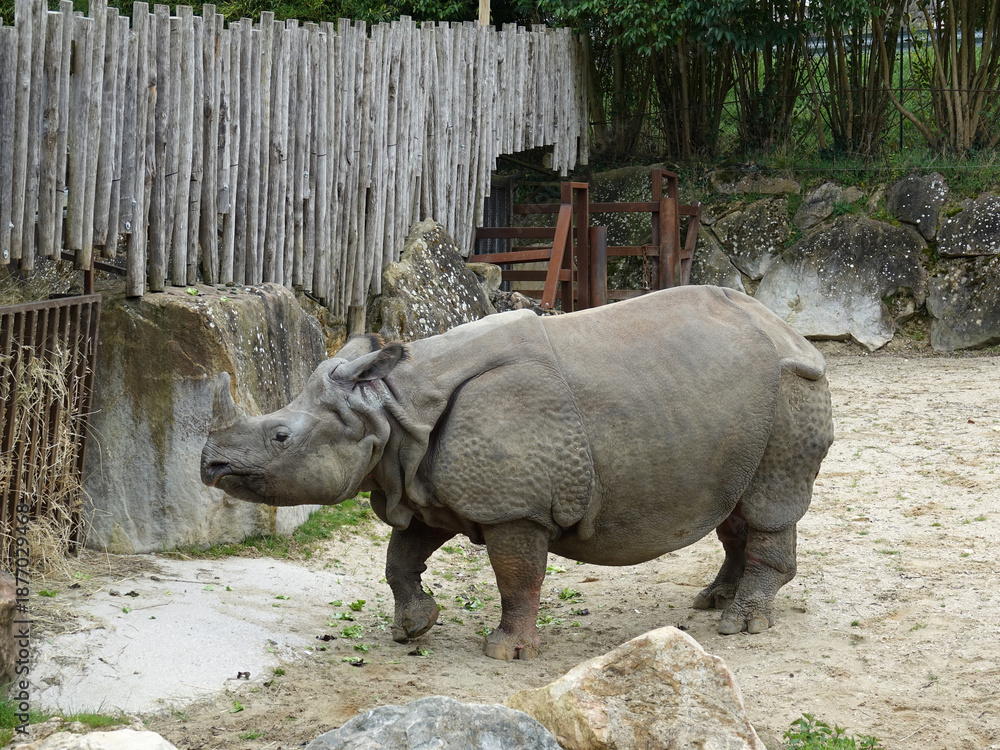 Obraz premium Rhinocéros indien