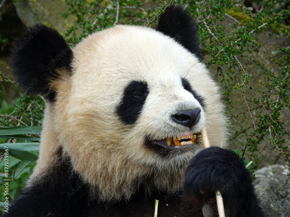 Obraz premium Panda géant de Chine