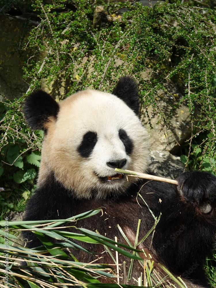 Fototapeta premium Pandat géant de Chine