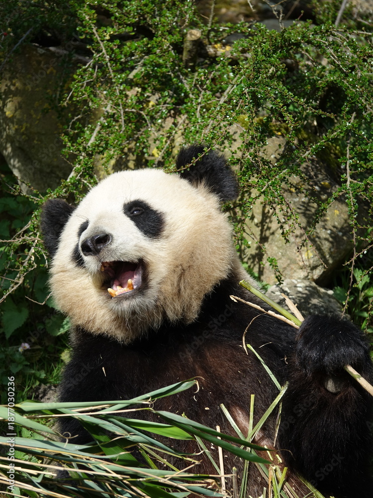 Fototapeta premium Pandat géant de Chine