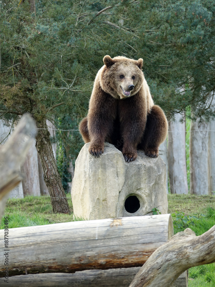 Obraz premium Ours brun d'Europe