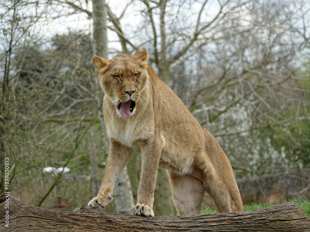 Fototapeta premium Lionne