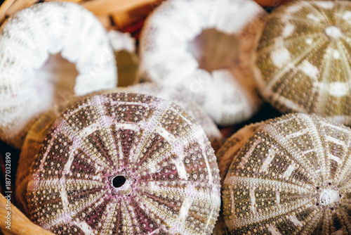 Close-up of urchin seashells with pastel tones. Marine texture background from ocean shells collection. Many empty seashell for sale at street market. Ocean biodiversity. Souvenirs from Greece