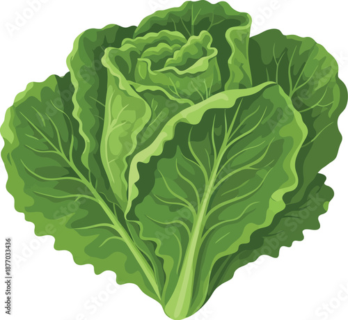 A vibrant green leafy vegetable with large leaves on a white background