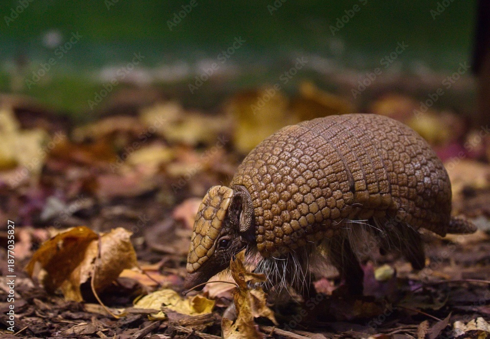 Fototapeta premium Southern three-banded armadillo