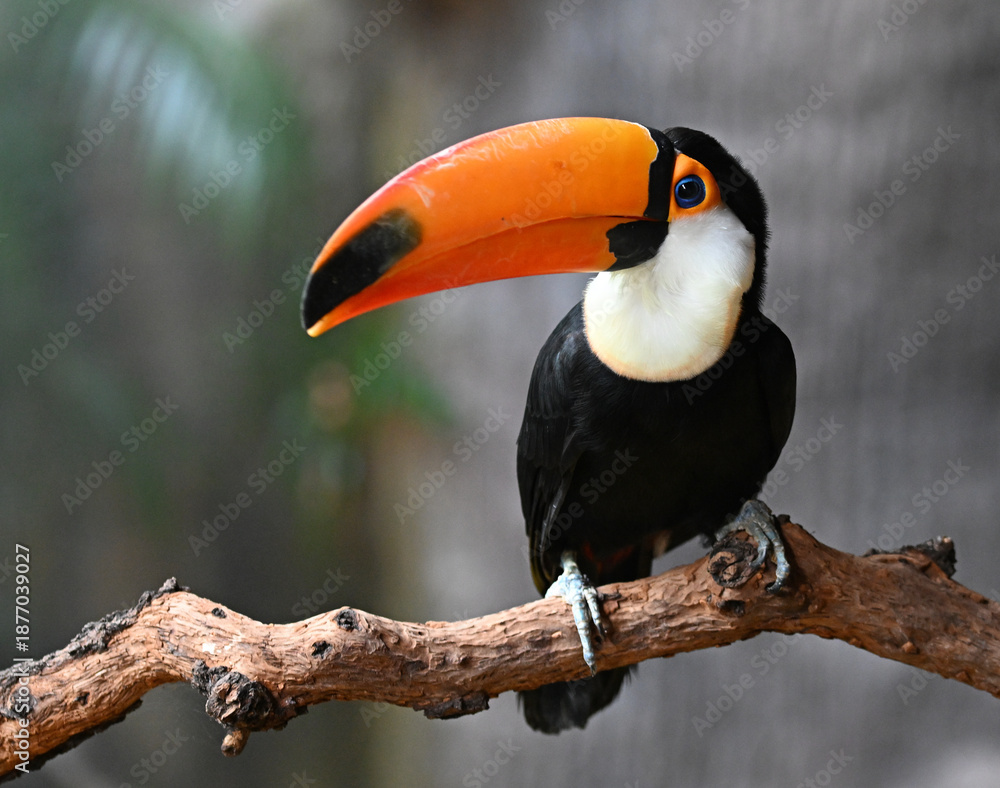 Obraz premium a beautiful toucan with a huge orange beak