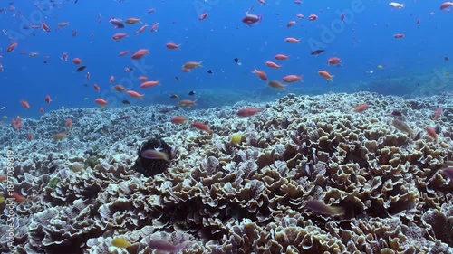 Swim along a vibrant Coral reef with countless small, colorful fish darting about. Captured at midday in Raja Ampat, Indonesia, the underwater ecosystem is teeming with life.