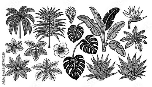 Collection of Hand-Drawn Tropical Plant Illustrations in Black and White