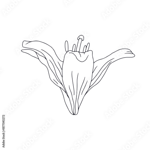 Hand drawn black line art lily bloom. Monochrome birth month May flower. Botanical vector illustration