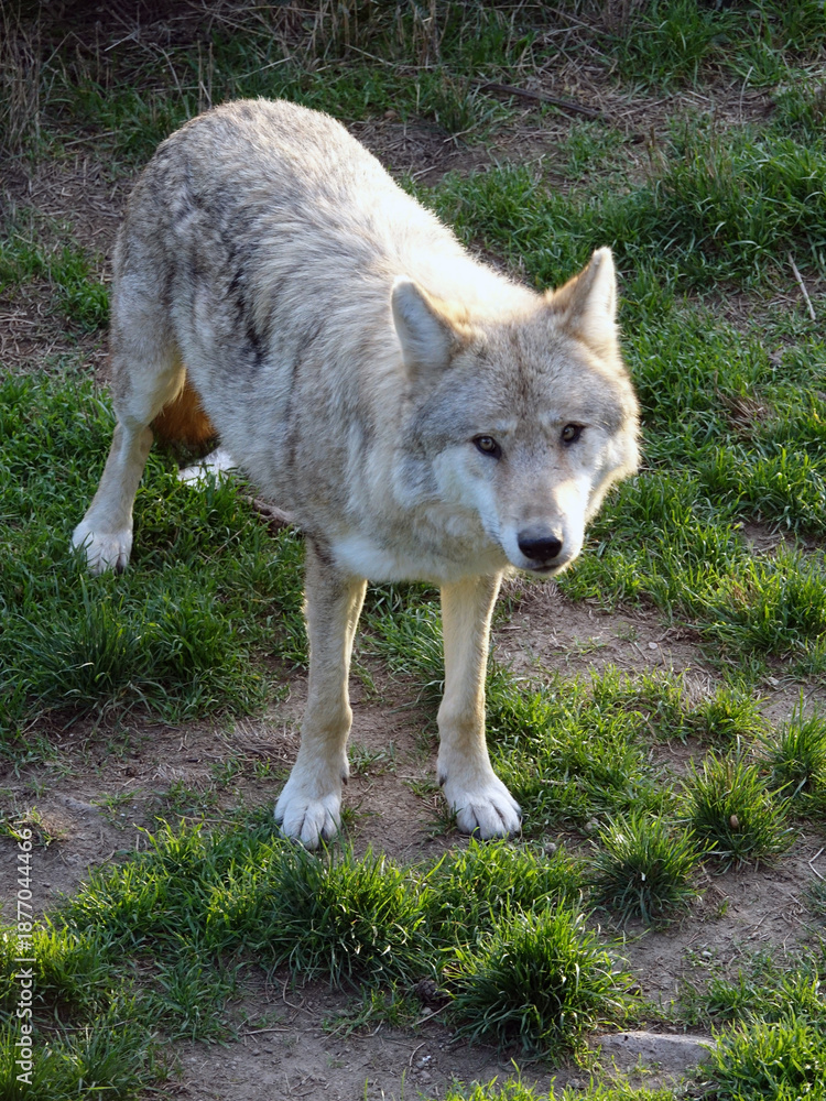 Obraz premium Loups de sibérie