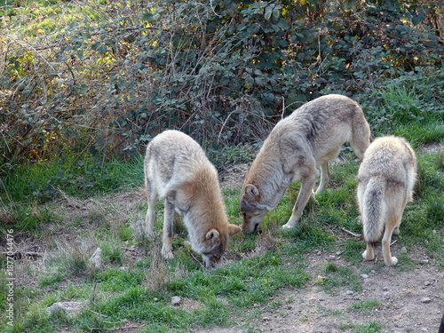 Loups de sibérie