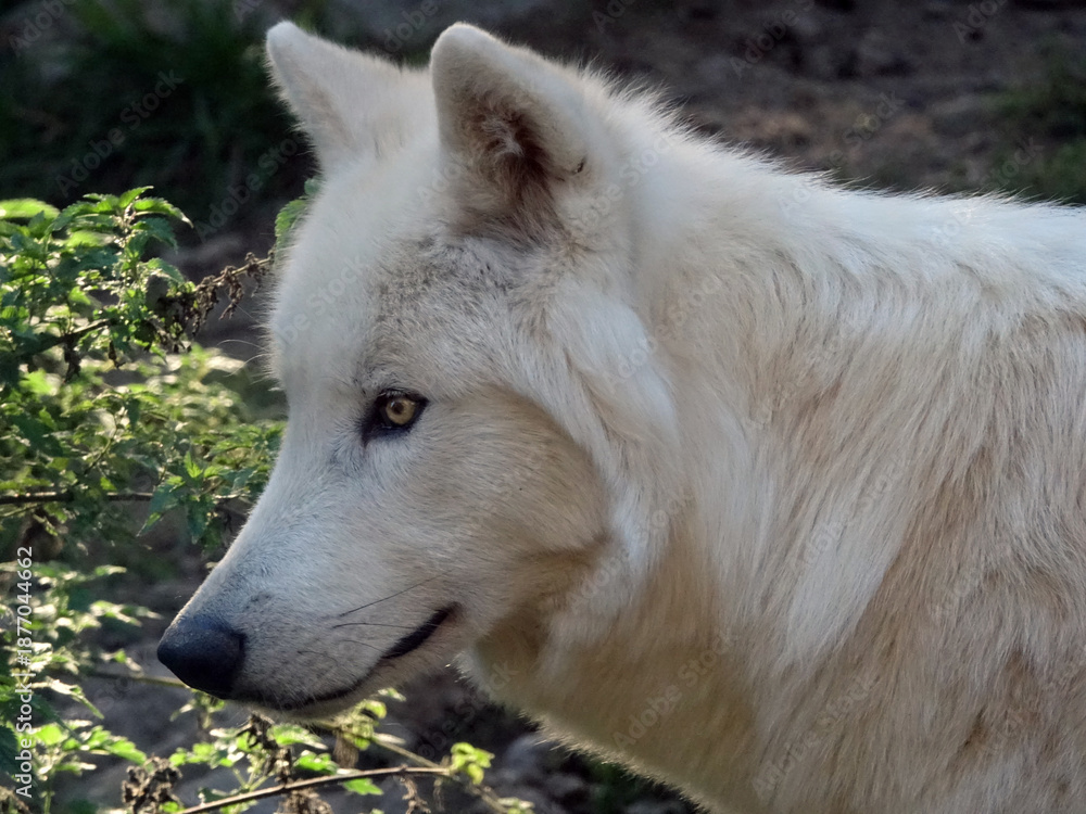 Obraz premium Loup du Canada