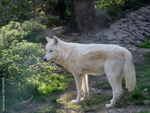 Loup du Canada