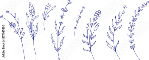 Hand drawn lavender botanical set in elegant minimalist line art style. Floral herbs and wild plant elements ideal for wellness branding, packaging, cosmetics, aromatherapy, wedding stationery, wall a