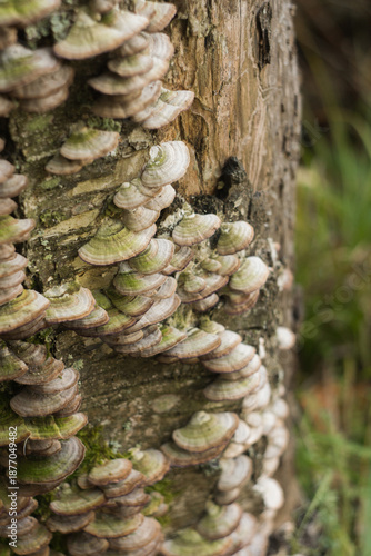 Trichaptum biforme mushrooms