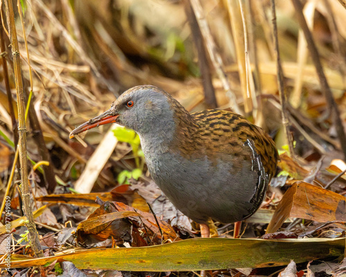 Fotografi A water rail. A common but secretive wader in England.
