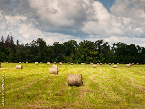 Green agriculture field in a rural country side with bales of hey. Farming industry. Busy summer season. Nature landscape scene. Nobody. Cloudy sky.