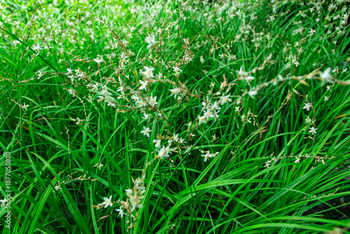 Wallpaper Mural Small white flowers with yellow petal in the filed Torontodigital.ca