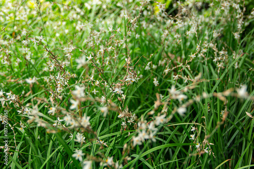 Wallpaper Mural Small white flowers with yellow petal in the filed Torontodigital.ca
