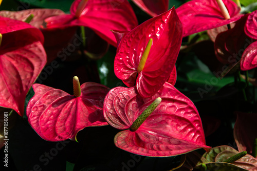 Wallpaper Mural Anthurium flowers blooming in the garden. Torontodigital.ca