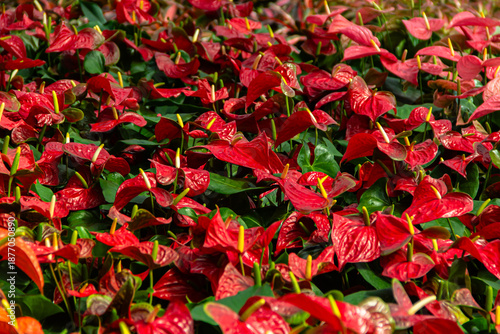 Wallpaper Mural Anthurium flowers blooming in the garden. Torontodigital.ca