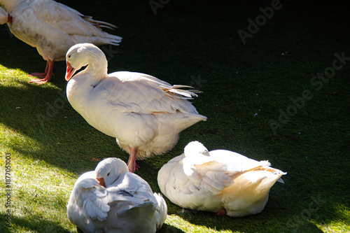 Wallpaper Mural white goose in the garden Torontodigital.ca
