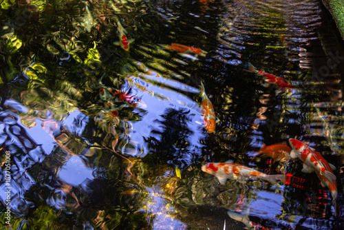 Wallpaper Mural Japanese Koi fish swimming in the pond Torontodigital.ca