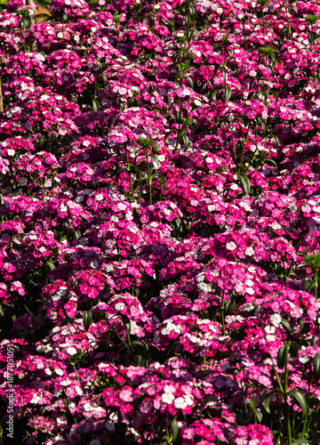 Wallpaper Mural Blooming flower in the garden Torontodigital.ca