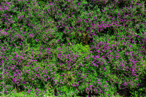 Wallpaper Mural Mexican heather's little purple flowers Torontodigital.ca