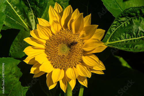 Wallpaper Mural Beautiful blooming sunflower close up. Torontodigital.ca