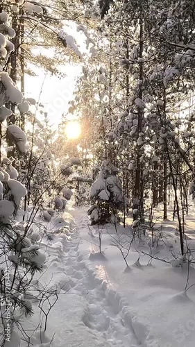 Enchanted Snowy Forest Scene, Serene Icy Clearing Bathed In Gentle Glow And Delicate Foliage, Peaceful Winter Magic Captured In Snowcovered Pine Grove With Soft Illuminating Light