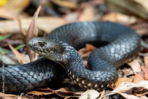 Australian Highlands Copperhead snake basking in leaf litter
