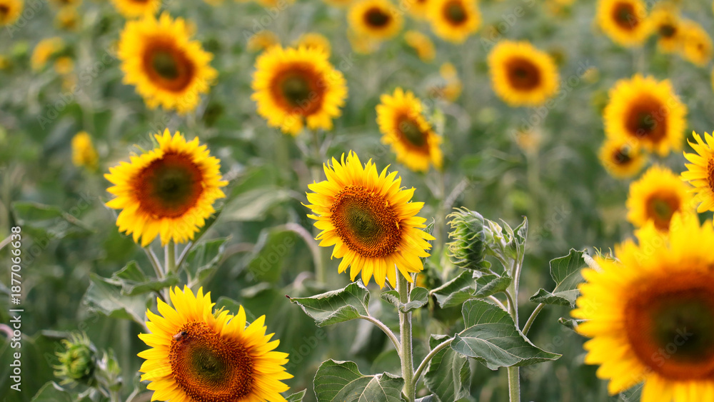 Fototapeta premium Vibrant sunflowers bloom in a sunlit summer field.