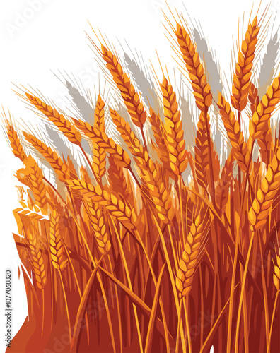 Golden Wheat Field Illustration Featuring Ripe Grain Ears, Harvest Season Agriculture Concept, Organic Farming Nature Background Vector Design