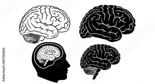Illustration of human brain anatomy from different perspectives and styles.