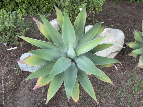 Φωτογραφία Green Agave Plant: Large agave succulent used in sustainable drought-tolerant landscaping