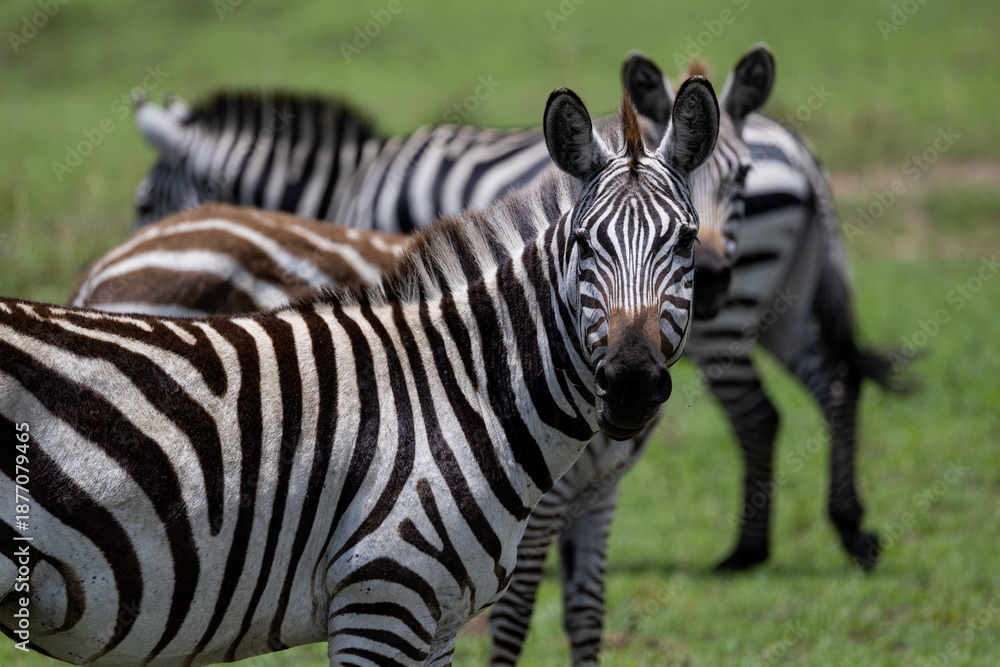 Fototapeta premium Three striped zebras in a row in the Serengeti Maasai Mara on safari in Kenya Africa during the great migration